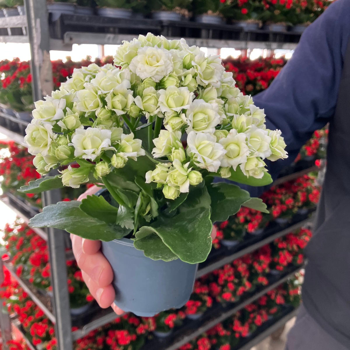 Snowy White Kalanchoe - Flaming Katy Plant in Bud & Bloom