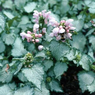 Lamium Maculatum 'Pink Pewter'