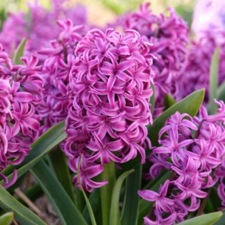 Purple Hyacinths in Bud And Bloom