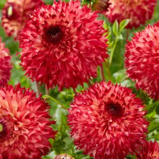 Dahlia Fimbriata Aiyana