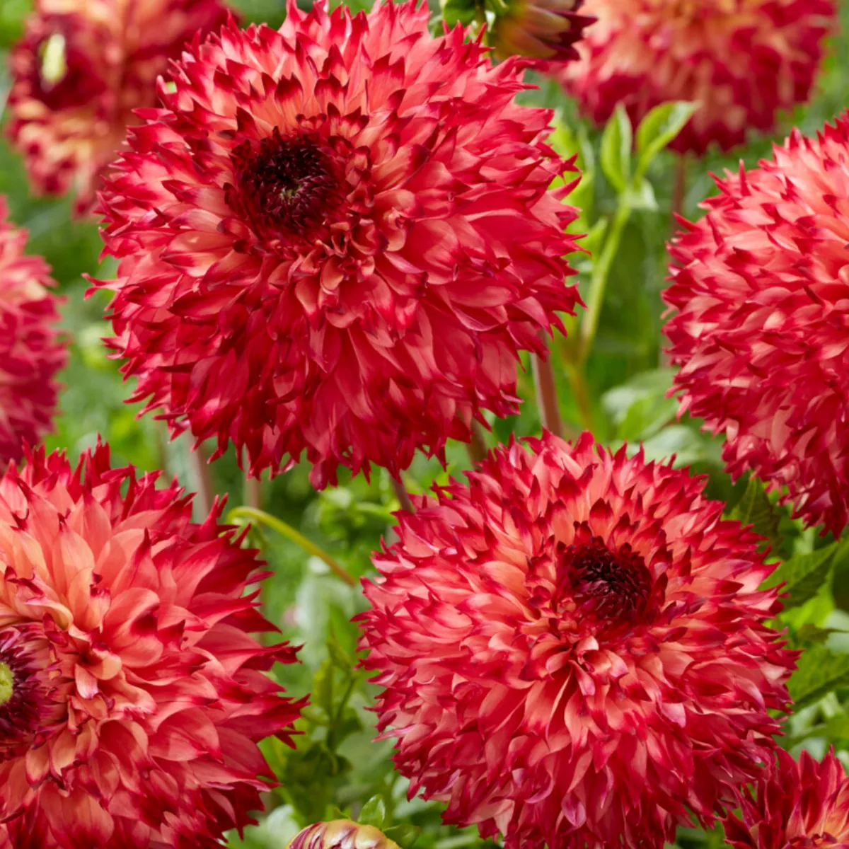 Dahlia Fimbriata Aiyana