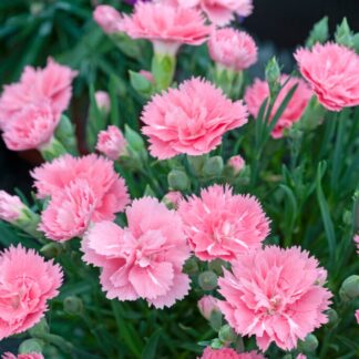 Dianthus Soft Cream - Clove Scented Pink in Bud & Bloom