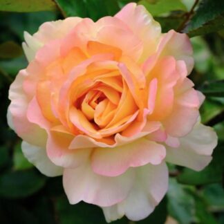 Rose 'Augusta Louise' - Shrub Rose