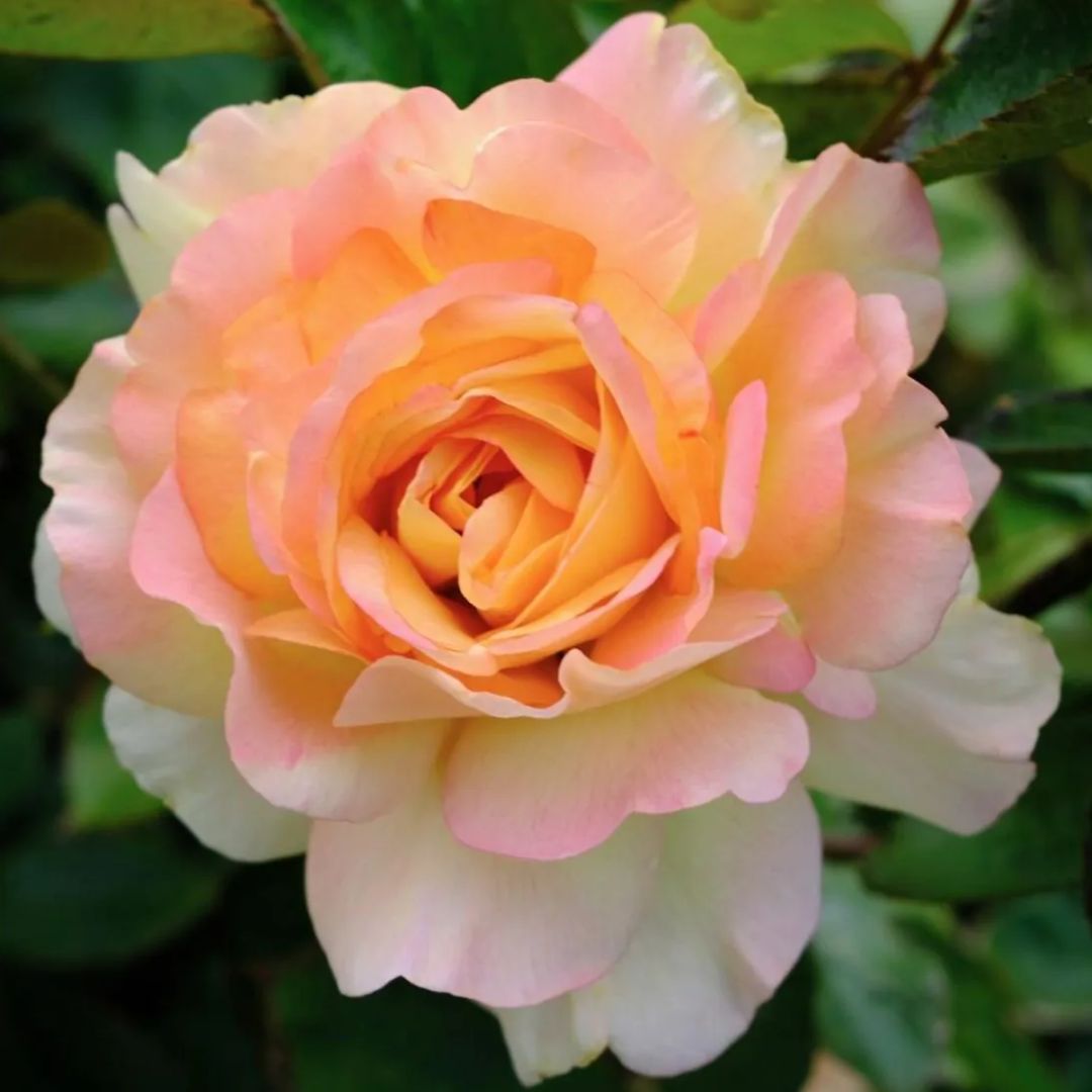 Rose 'Augusta Louise' - Shrub Rose