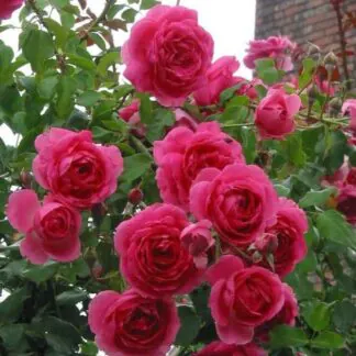 Climbing Rose Parade - Deep Pink Climbing Rose