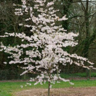 Prunus Pendula Stellata  - Cherry Blossom Tree