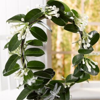 Fragrant Stephanotis Floribunda in Bud - Madagascar Jasmine in White Pot
