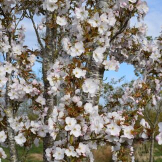 Prunus Sunset Boulevard - Cherry Blossom Tree
