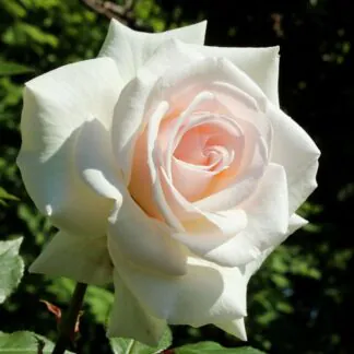 Climbing Rose Swan Lake - White Climbing Rose