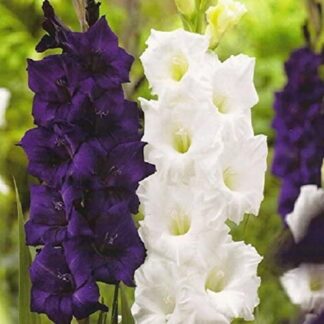 Gladiolus Sweet Dreams - Pack of 25 Gladioli Corms