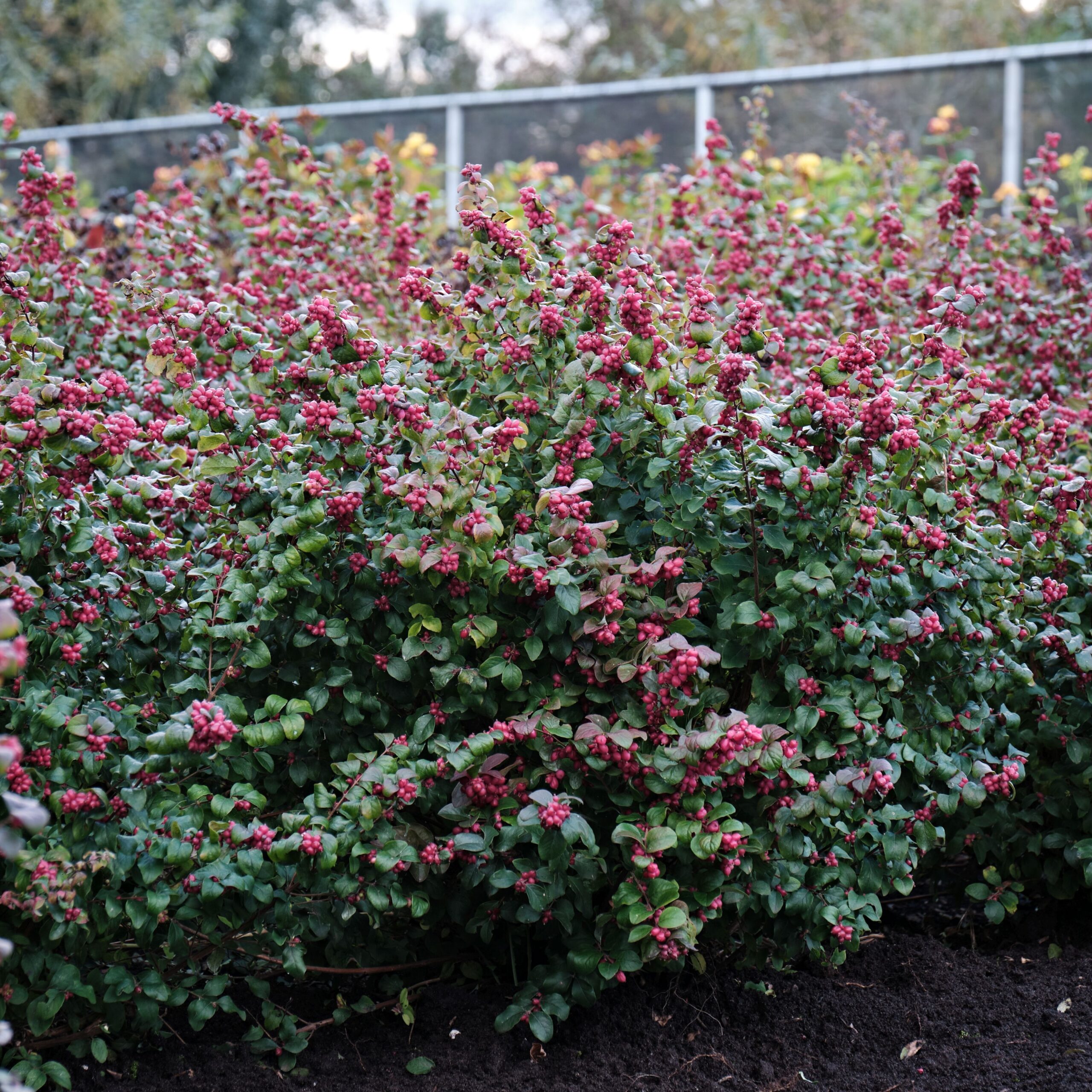 Symphoricarpos Dorenborsii Magical Candy - Snowberry
