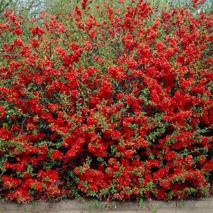 Chaenomeles x Superba Orange Trail - in Bud & Bloom
