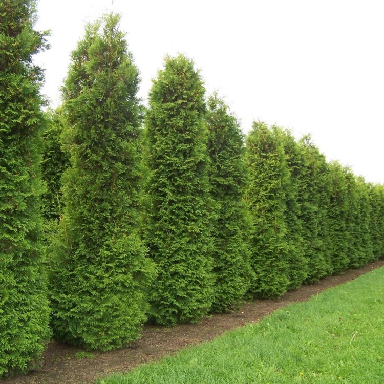 Thuja Occidentalis Brabant - 80-120cm Specimen or Hedging Conifer