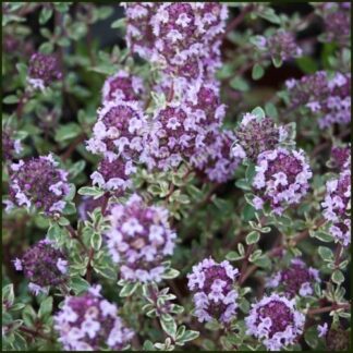 Thyme Silver Queen - Thymus