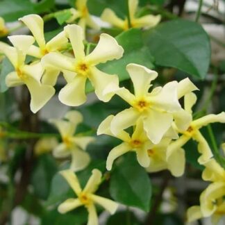 Fragrant Evergreen Trachelospermum 'Chilli And Vanilla' - Star Jasmine - Large 5-6ft Specimen Climber