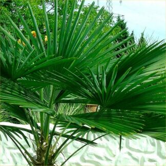 Trachycarpus Fortunei - Hardy Chusan Windmill Fan Palm - Young 30-50cm Hardy Palm Tree