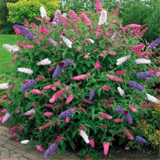 Buddleia Tricolour - Amazing Multicoloured Patio Carnival Buddleja Butterfly Bush