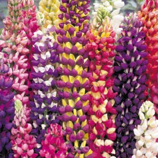 Lupin Tutti Frutti - Collection of Five Plants in Assorted Colours