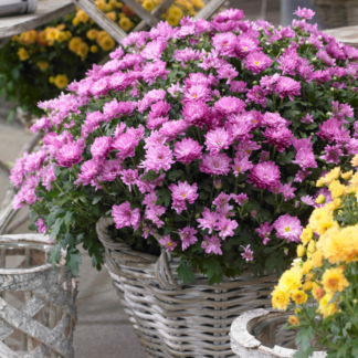 Colourful Garden Mum Chrysanthemum - Rose Pink Shades - in Bud & Bloom