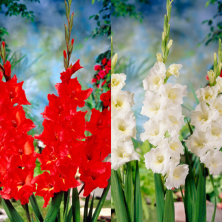 Gladiolus Best Explosion - Pack of 25 Gladioli Corms