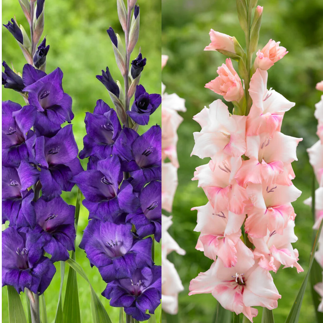 Gladiolus Fine Finesse - Pack of 25 Gladioli Corms