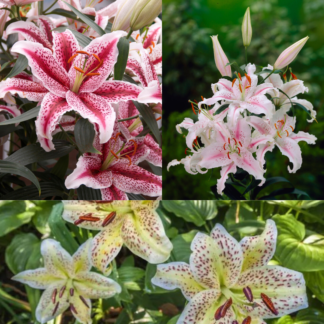 Lilium Tigerwoods Mix - Pack of Four Lily Bulbs