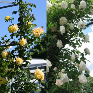 Duo Climbing Rose 'Pure Joy' - Yellow And White Rose