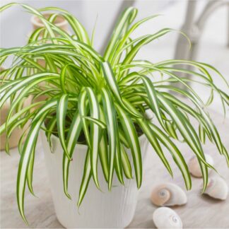 Variegated Spider Plant - Chlorophytum