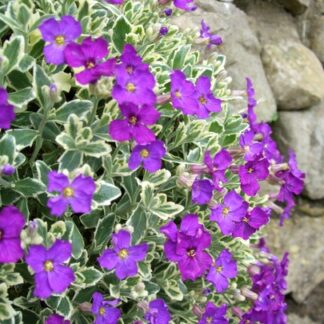 Aubretia Gracilis Dr Mules Variegated