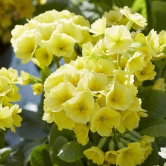 Primula Veristar Yellow