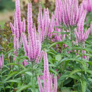 Veronica Longifolia First Kiss