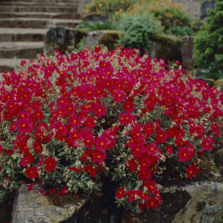 Helianthemum 'Henfield Brilliant'