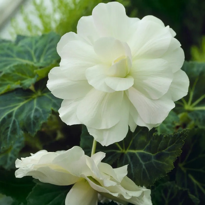 Begonia Cascade White