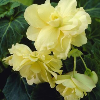 Begonia Cascade Yellow