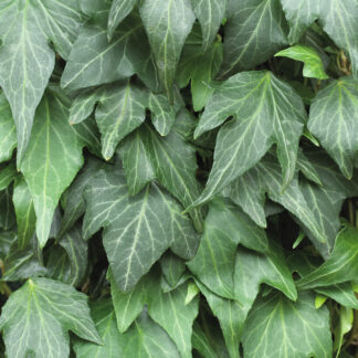 Hedera Helix 'Green Ripple'
