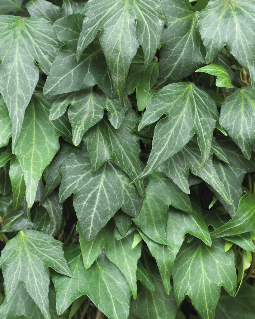 Hedera Helix 'Green Ripple'