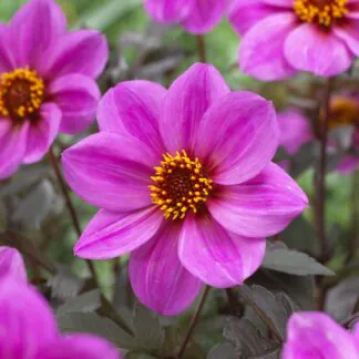 Dahlia Happy Single Juliet