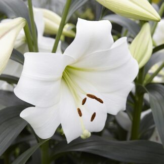 Lilium White Triumph - Pack of Five Lily Bulbs