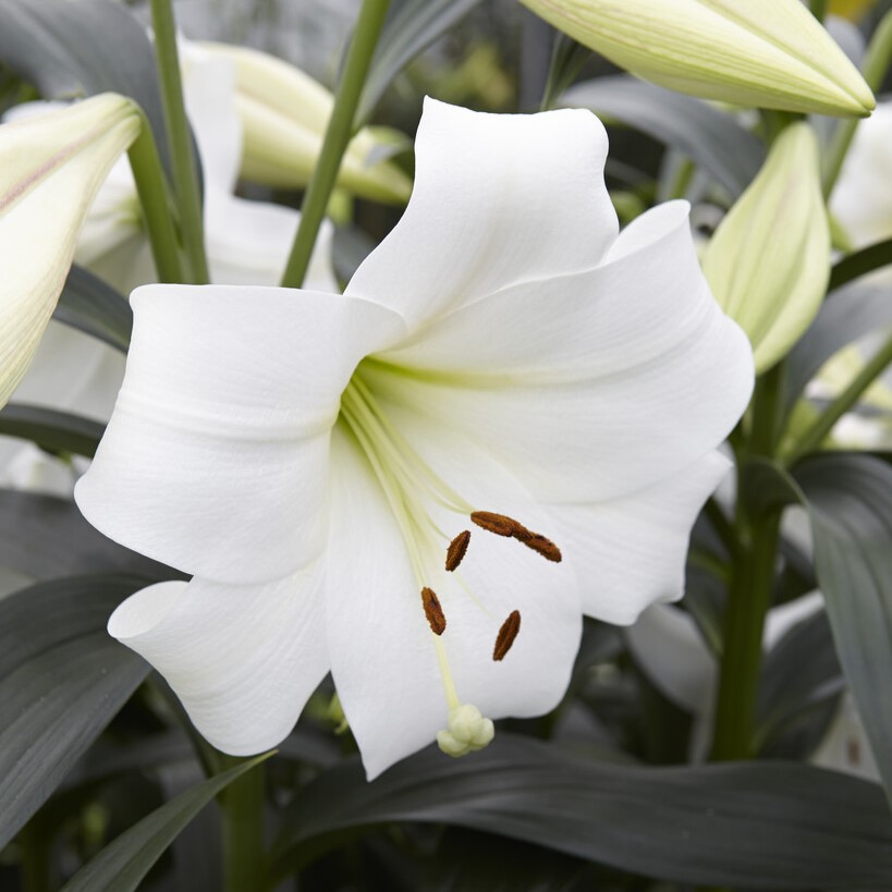 Lilium White Triumph - Pack of Five Lily Bulbs