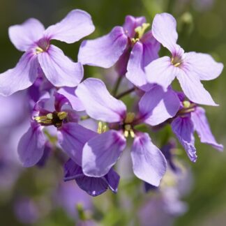 Hesperis Matronalis - Sweet Rocket