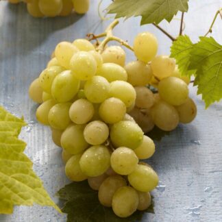 Bianca Grape Vine - Vitis Vinifera - White Grape