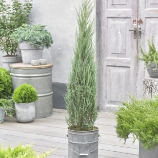 Large Juniperus Scopulorum Blue Arrow - Circa 150-170cm