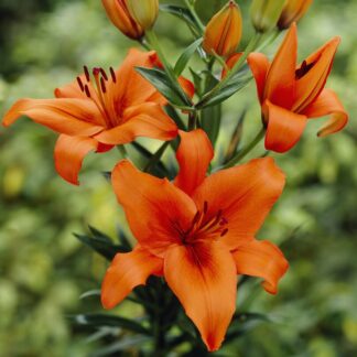 Lilium Brunello - Pack of Two Lily Bulbs