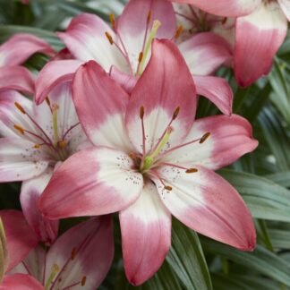 Lilium Perfect Joy - Pack of Four Lily Bulbs