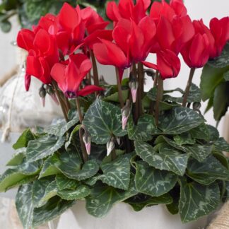 Festive Red Cyclamen Plant in Bud & Bloom
