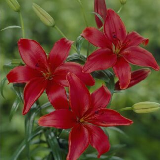 Lilium Monte Negro - Pack of Two Lily Bulbs