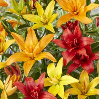 Lilium Matrix Mixed - Pack of Five Lily Bulbs