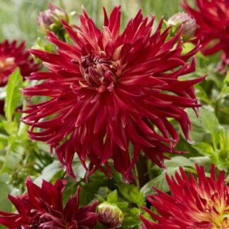 Dahlia Manhattan Island