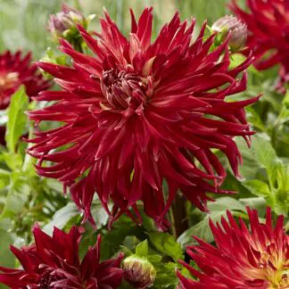 Dahlia Manhattan Island