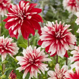 Dahlia Decorative Catching Fire
